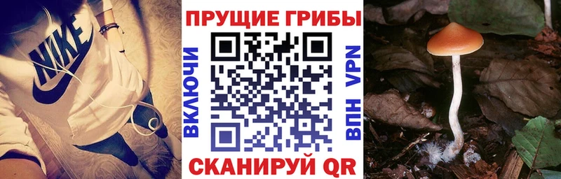 Псилоцибиновые грибы Psilocybine cubensis  Купить закладки  Кириллов 